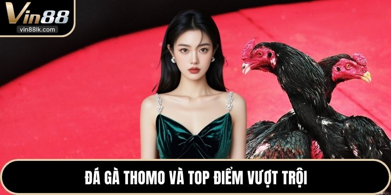 Đá gà Thomo và top điểm vượt trội 
