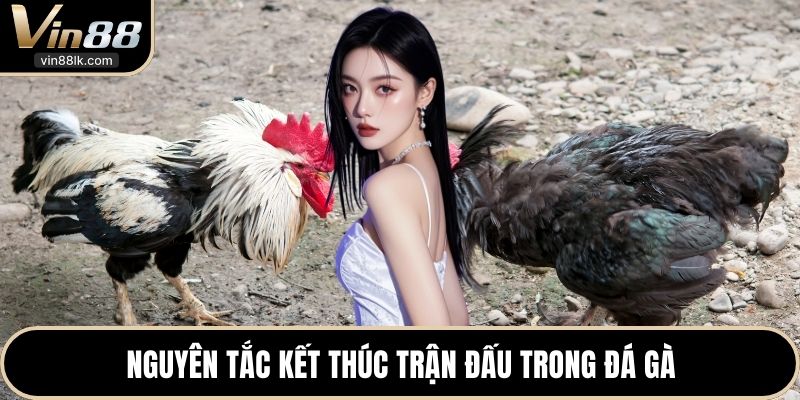 Nguyên tắc kết thúc trận đấu trong đá gà 