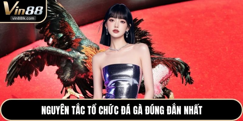 Nguyên tắc tổ chức đá gà đúng đắn nhất 